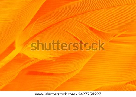 Orange feather phoenix texture pattern for hot background and other