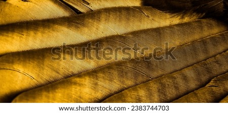 orange feathers with visible texture