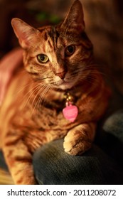 orange female tabby cat