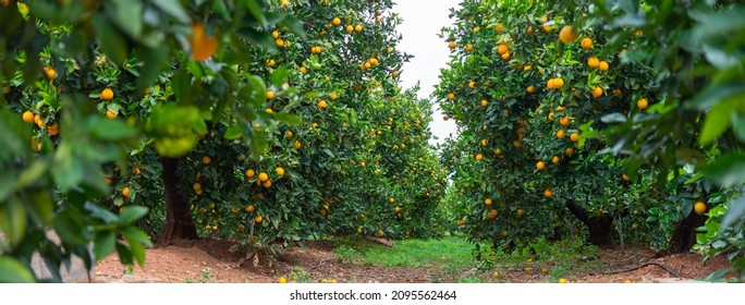 Orange Field In Almenara, Valencia.