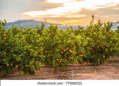 Orange Field, Oranges Grow On Tree