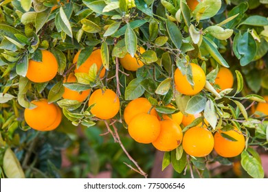 Orange Field, Oranges Grow On Tree