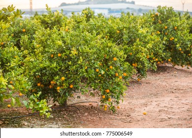 Orange Field, Oranges Grow On Tree