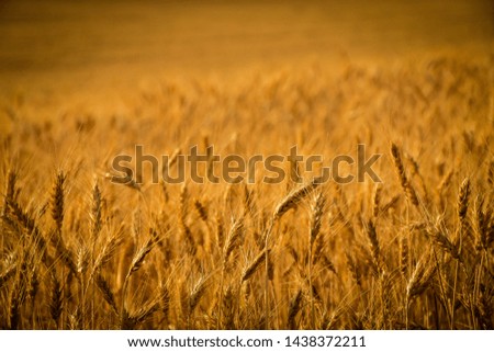 Similar – Wheat field in bright sunshine