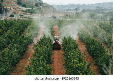 Orange fields in Valencia being worked and sprayed by a farmer on a tractor 
