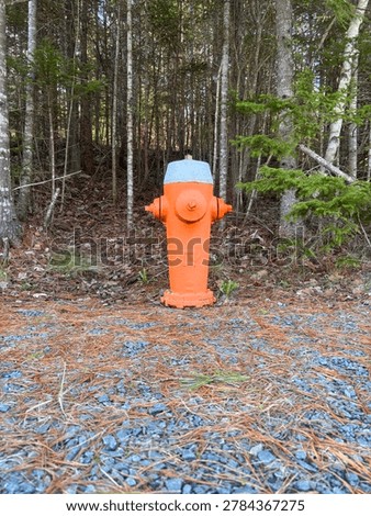 Orange fire hydrant on edge of woods in rural subdivision 