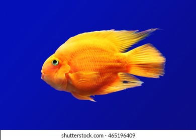 Orange Fish Underwater In Blue Background