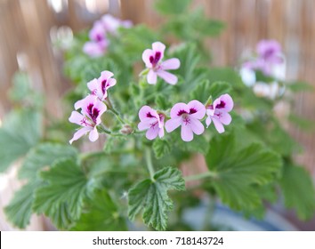 Orange Fizz  Geranium, Leomn Pelargonium Perfume, Scented-leaved Pelargoniums, Lemon-scented Pelargonium