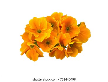 orange flower