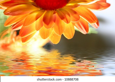 Orange Flower Above The Water