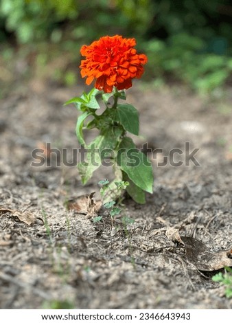 Orange flower alone in dirt