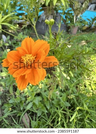 orange flower alone in a green grass