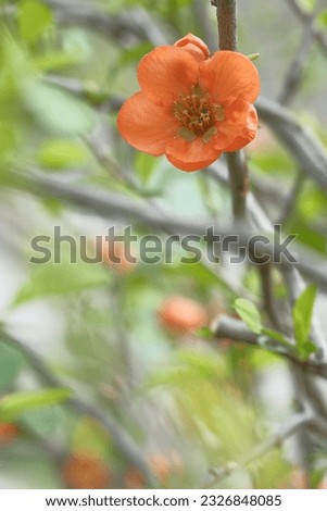 Orange flower alone on the branch.. Spring Flower. Blooming garden