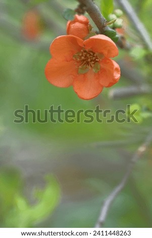 Orange flower alone on the branch.. Spring Flower. Blooming garden