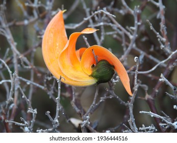 Orange flower, Bastard teak, Bengal kino, Kino tree, Flame of the forest, Orange flowers on the branches.