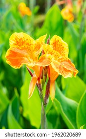 Orange flower with big green leaves.(Indian shot or African arrowroot) canna, cannaceae, canna lily, Sierra Leone arrowroot, Flowers at the garden, nature background