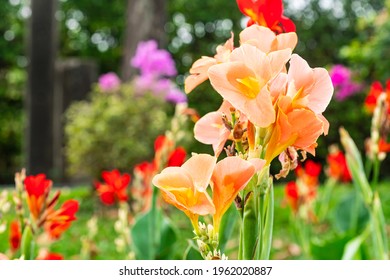 Orange flower with big green leaves.(Indian shot or African arrowroot) canna, cannaceae, canna lily, Sierra Leone arrowroot, Flowers at the garden, nature background