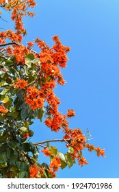 Orange flower with blue sky in autumn. Name is Bastard teak, Bengal kino, Kino tree, Flame of the forest. Portrait size. Image have Noise and Film Grain.