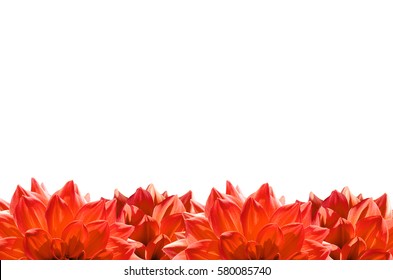 Orange Flower Border, Floral Frame Isolated On White Background