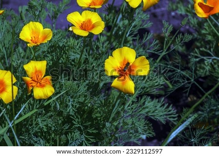 Orange flower California poppy, or Golden poppy, Cup of gold. Its Latin name is Eschscholzia Californica, native to the US and Mexico.