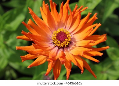 Orange flower close up