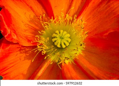 Orange flower close up of Icelandic Poppy, Islandmohn, Papaver nudicaule - Powered by Shutterstock