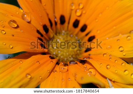Orange flower with dew drops on it shot in macro magnification 
