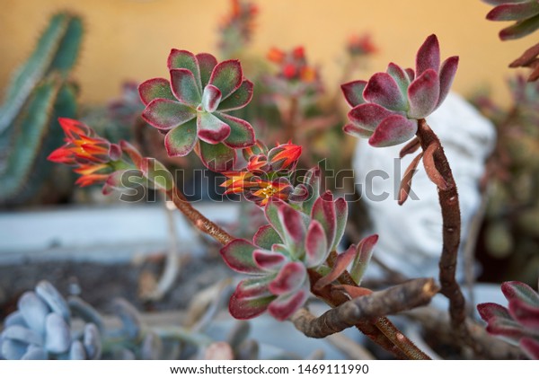 orange\
flower of Echeveria pulvinata, succulent\
plant\
