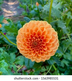 Orange Flower At The French Laundry In Yountville, CA