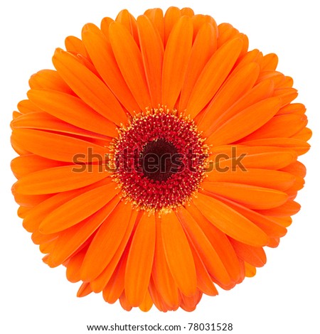 Orange flower of gerber isolated on white background, clipping path included