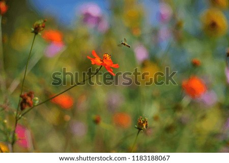 Similar – Image, Stock Photo Lemon butterfly fluttering in blue sky over corn poppy