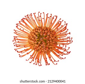 Orange flower of leucospermum isolated on white. Top view. - Powered by Shutterstock