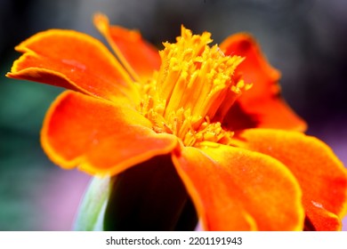 Orange Flower With Macro Photography Technique