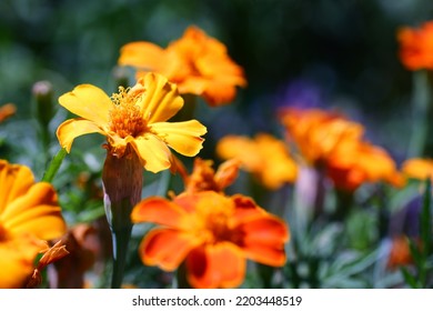 Orange Flower With Macro Photography Technique