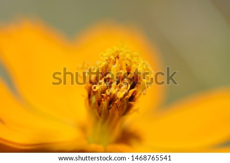 Similar – Image, Stock Photo El centro Yellow Flower