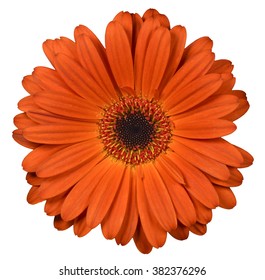 Orange Flower On Isolated Background