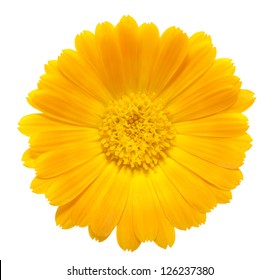 orange flower on a white background