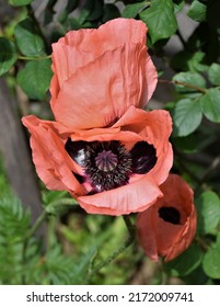 Orange Flower Ornamental Poppy, Macro