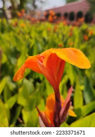 Orange flower in the park  - Shutterstock ID 2233371671