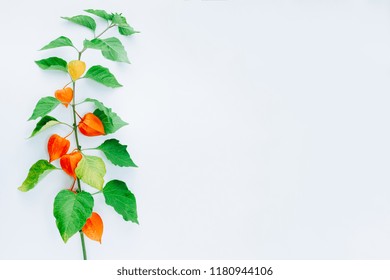 Orange Flower of physalis alkekengi isolated on white background. Withania somnifera. Ashwagandha. Chinese lantern plants, Japanese lantern, bladder cherry, winter cherry
