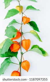 Orange Flower of physalis alkekengi isolated on white background. Withania somnifera. Ashwagandha. Chinese lantern plants, Japanese lantern, bladder cherry, winter cherry