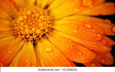 Orange flower, Pot Marigold, Calendula officinalis close up. Raindrops in petals. Pot Marigold background. They are often used to add color to salads or added to dishes as a garnish. Macro droplets.