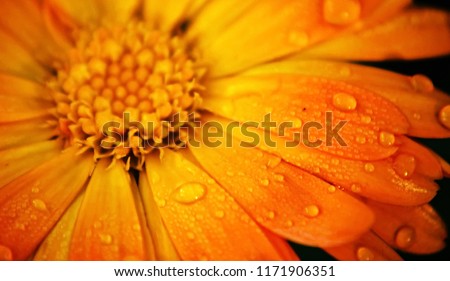 Orange flower, Pot Marigold, Calendula officinalis close up. Raindrops in petals. Pot Marigold background. They are often used to add color to salads or added to dishes as a garnish. Macro droplets.