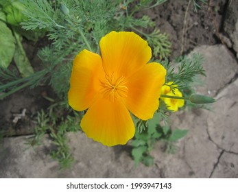 Orange Flower Quatrefoil In The Garden