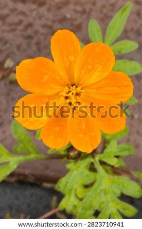 Orange flower with raindrops after rain.
A close-up of an orange flower covered with fresh raindrops after rainfall. The vibrant bloom and delicate water droplets create a refreshing natural floral scene.