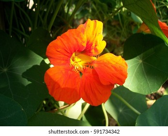 Orange flower in shadow - Shutterstock ID 591734342