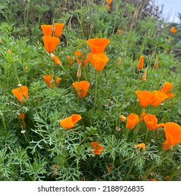 Orange Flower Somewhere In Eureka California