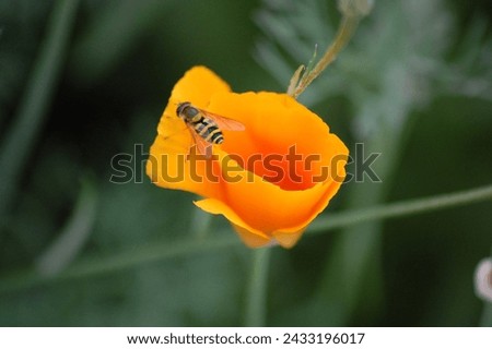 orange flower with striped fly on blurred green background