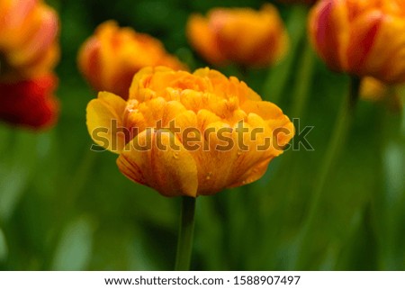 Similar – Image, Stock Photo Tulips red yellow orange purple