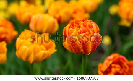 Similar – Image, Stock Photo Tulips red yellow orange purple